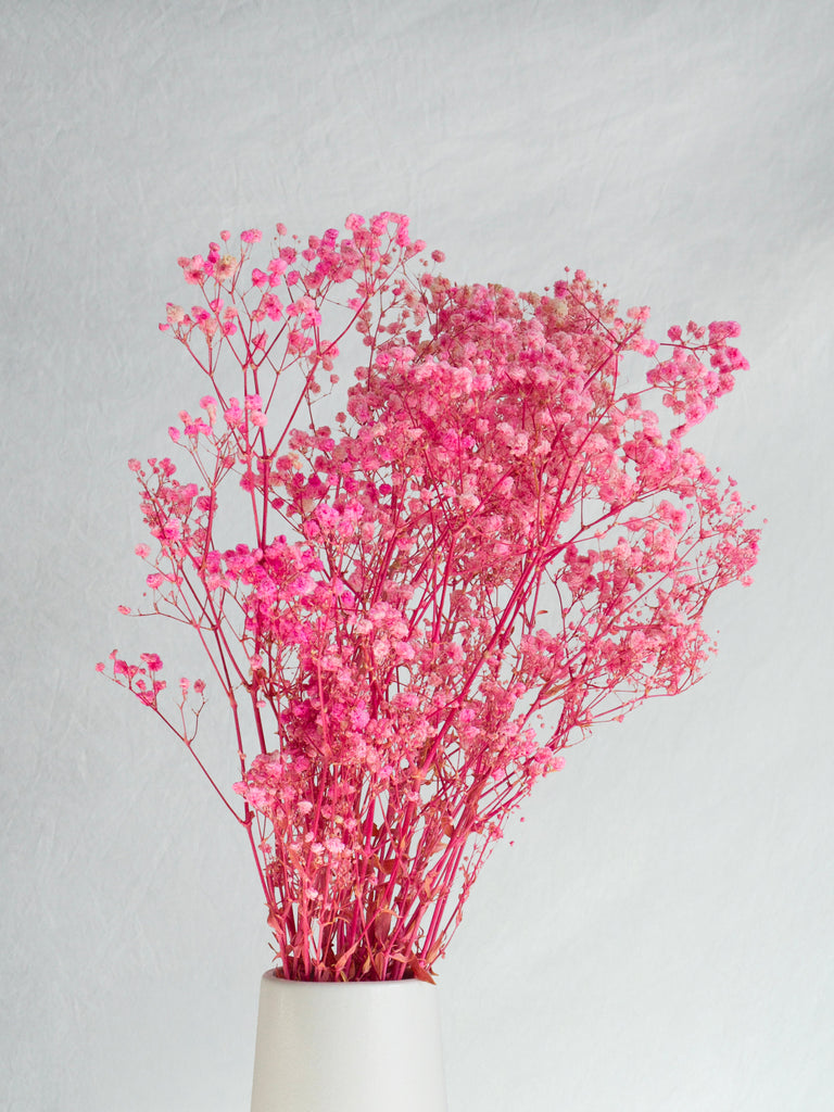 Gypsophila