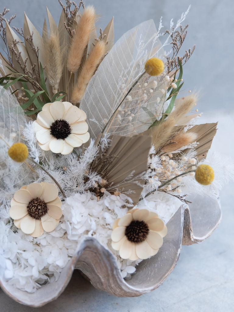 Giant Clam Coastal Arrangements