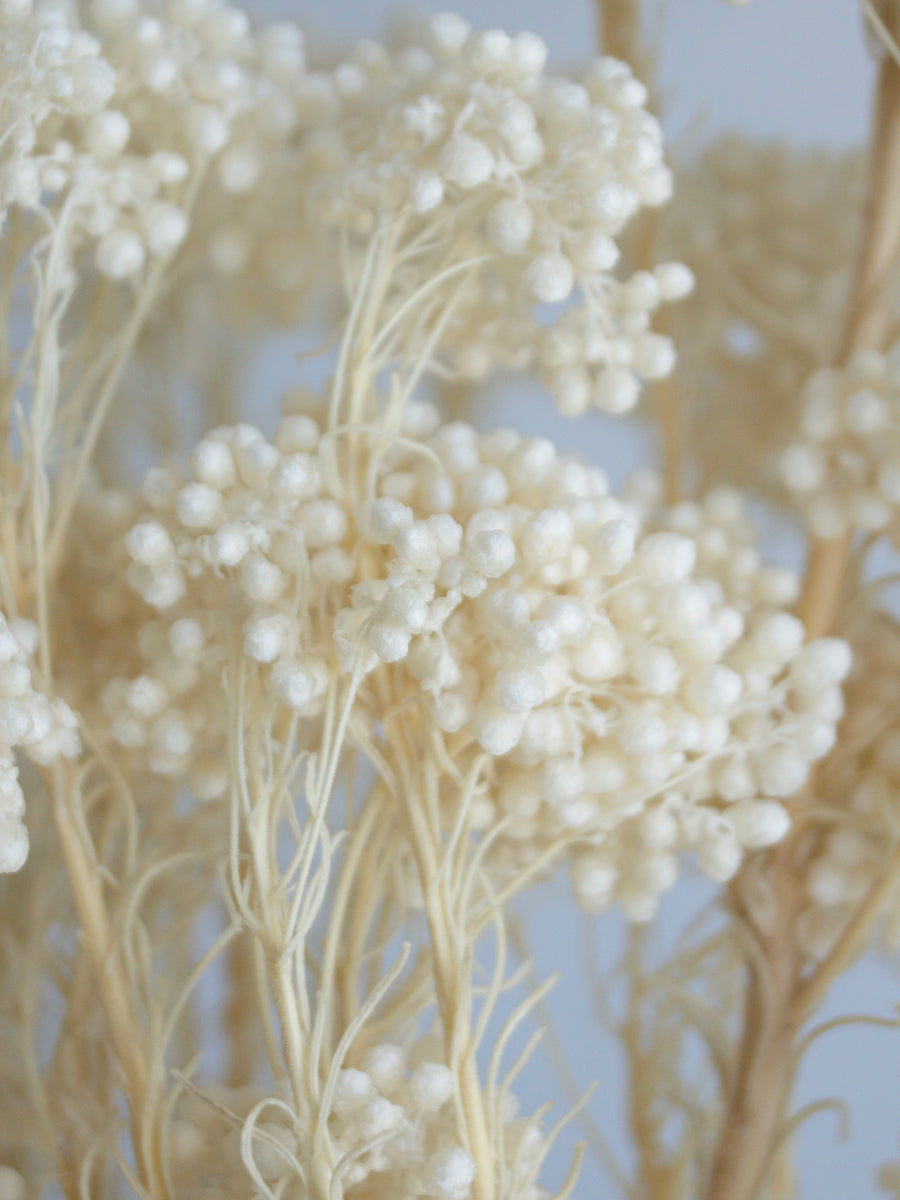 Preserved Rice Flower - White – Wandering Willow NZ